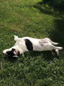 dog-sleeping-positions